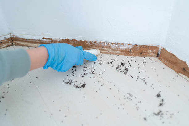 Trusted Sleepy Eye, MN Pest Control Experts